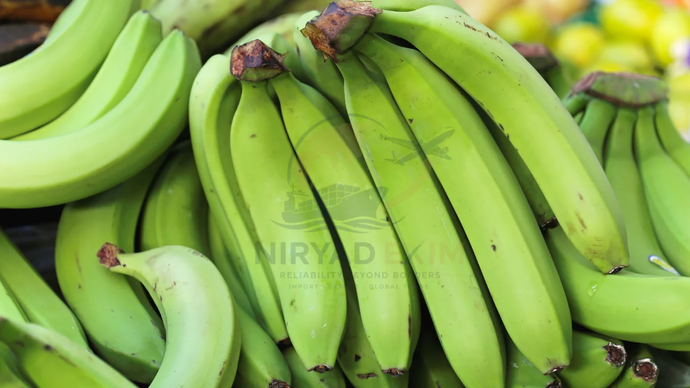 Premium Fresh Cavendish Bananas (G9) Exporter from India