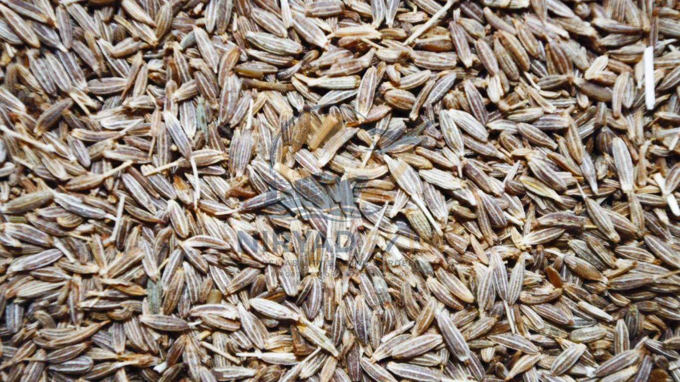 Premium Cumin Seeds Exporter from India