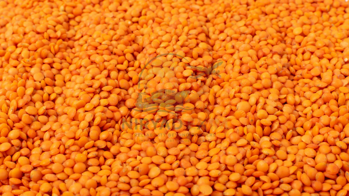 Premium Masoor Dal Exporter from India