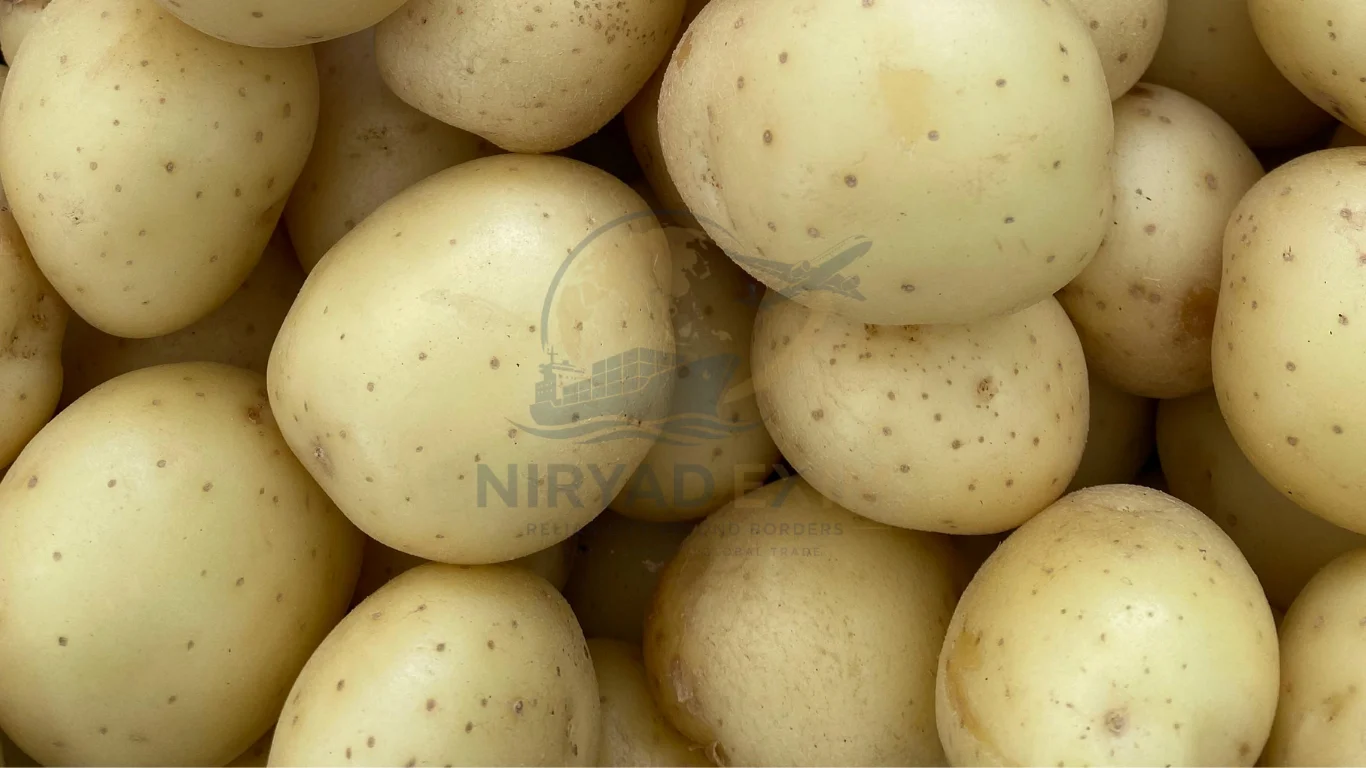 Premium Fresh Potato Exporter from India