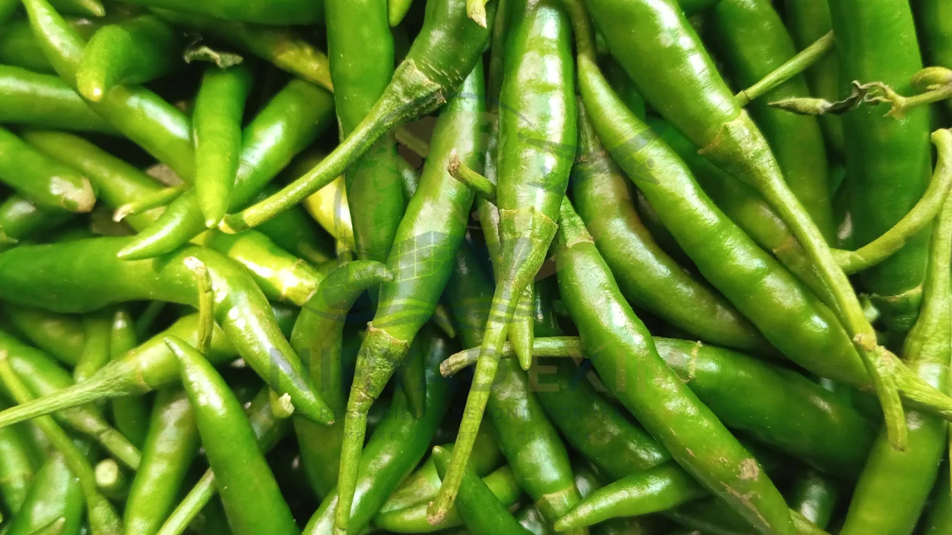 Premium Green Chillies Exporter from India