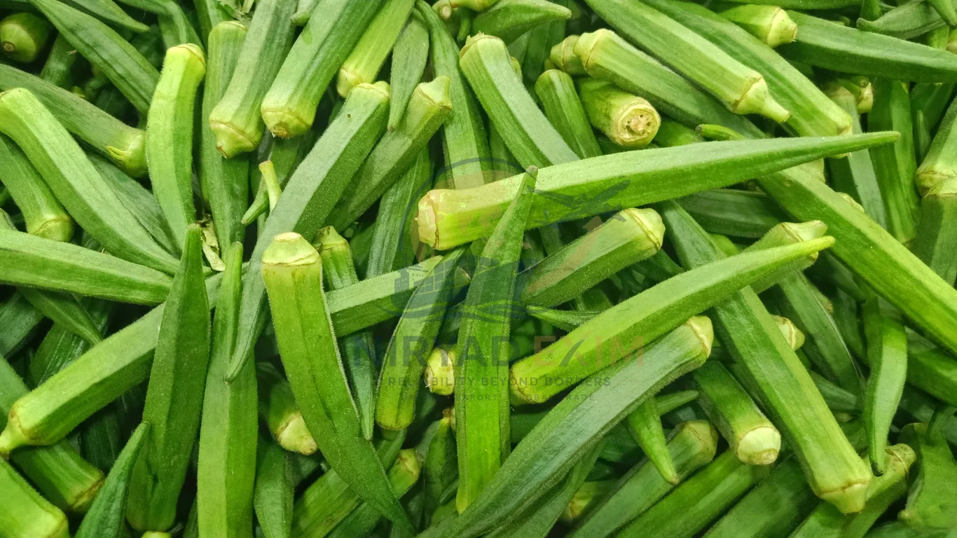 Premium Fresh Okra Exporter from India
