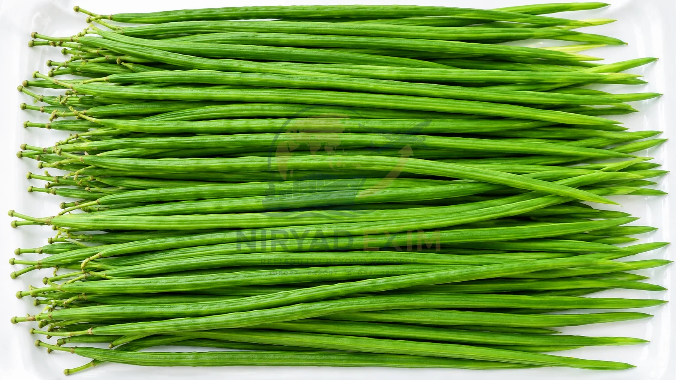 Premium Fresh Drumsticks Exporter from India